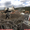 13_05-nest.jpg