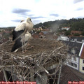 13_10-nest.jpg