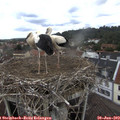 13_15-nest.jpg