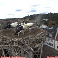 13_20-nest.jpg