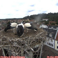 13_25-nest.jpg
