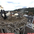 13_30-nest.jpg