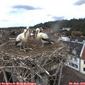 13_35-nest.jpg