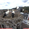 13_40-nest.jpg
