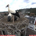13_45-nest.jpg