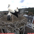13_50-nest.jpg