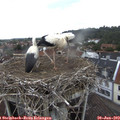 13_55-nest.jpg