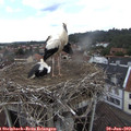 14_00-nest.jpg