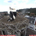 14_05-nest.jpg