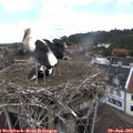14_10-nest.jpg