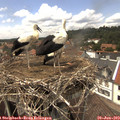 14_20-nest.jpg