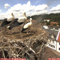 14_25-nest.jpg