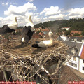 14_30-nest.jpg