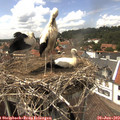 14_35-nest.jpg