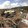 14_40-nest.jpg