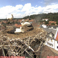 14_45-nest.jpg