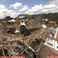 14_50-nest.jpg