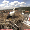 15_00-nest.jpg
