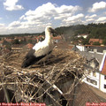 15_10-nest.jpg