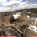 15_20-nest.jpg