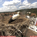 15_25-nest.jpg