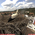 15_30-nest.jpg