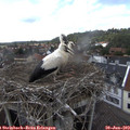 15_35-nest.jpg