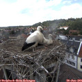 15_40-nest.jpg