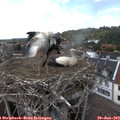 15_45-nest.jpg