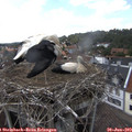 15_50-nest.jpg