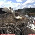15_55-nest.jpg