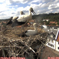 16_05-nest.jpg