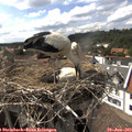 16_10-nest.jpg