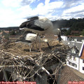 16_15-nest.jpg