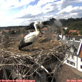 16_20-nest.jpg