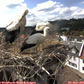 16_25-nest.jpg