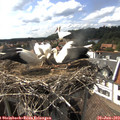 16_30-nest.jpg