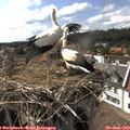 16_35-nest.jpg