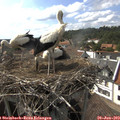 16_40-nest.jpg