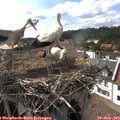 16_45-nest.jpg