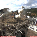 16_50-nest.jpg