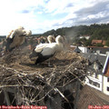 16_55-nest.jpg