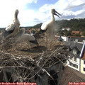 17_00-nest.jpg