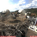 17_05-nest.jpg