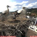 17_10-nest.jpg