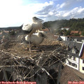 17_15-nest.jpg