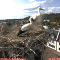 17_20-nest.jpg