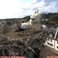 17_25-nest.jpg