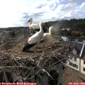 17_30-nest.jpg