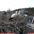 17_35-nest.jpg
